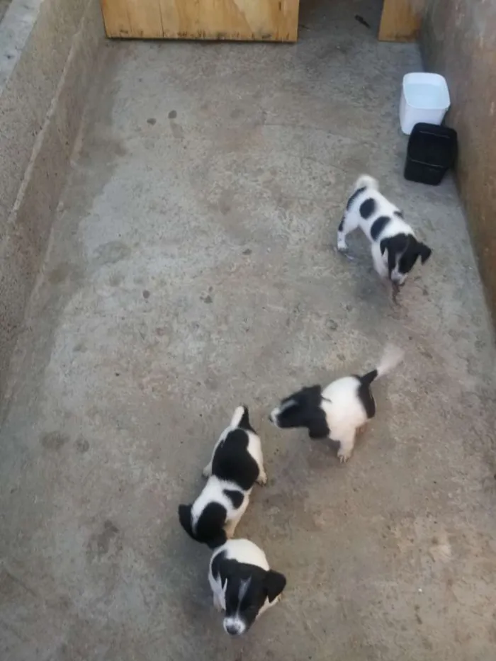 Cachorro ra a Mestiça idade 2 a 6 meses nome  Varias fêmeas 