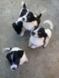  Varias fêmeas 