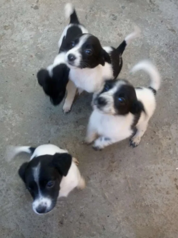 Cachorro ra a Mestiça idade 2 a 6 meses nome  Varias fêmeas 
