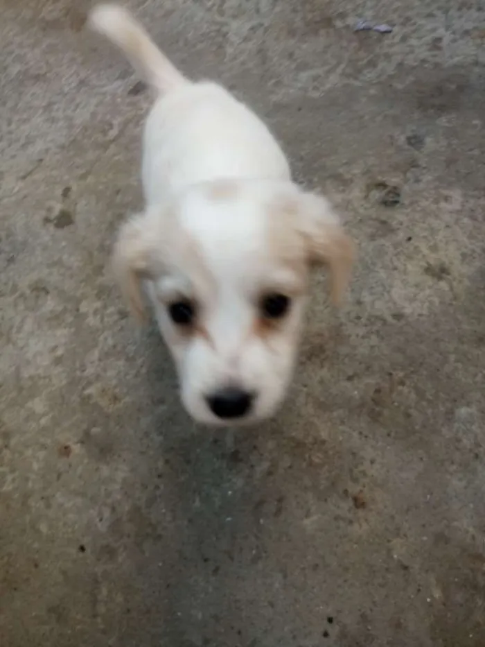 Cachorro ra a Mestiça idade 2 a 6 meses nome  Varias fêmeas 