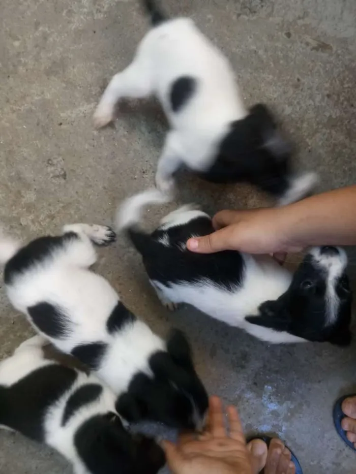 Cachorro ra a Mestiça idade 2 a 6 meses nome  Varias fêmeas 