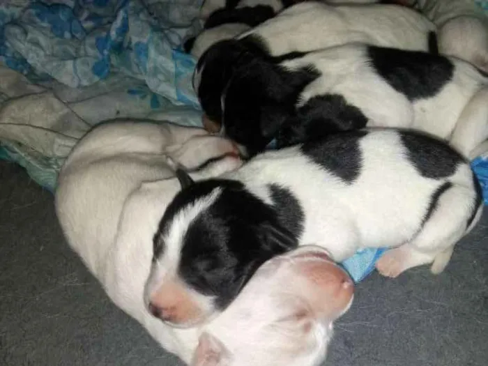 Cachorro ra a Mestiça idade 2 a 6 meses nome  Varias fêmeas 