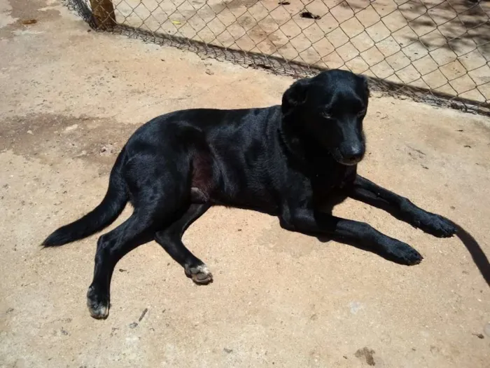 Cachorro ra a SRD idade 2 anos nome Pretinho