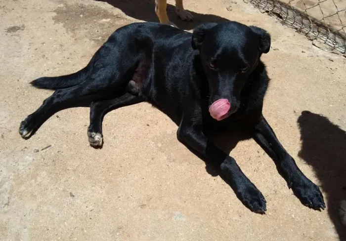 Cachorro ra a SRD idade 2 anos nome Pretinho