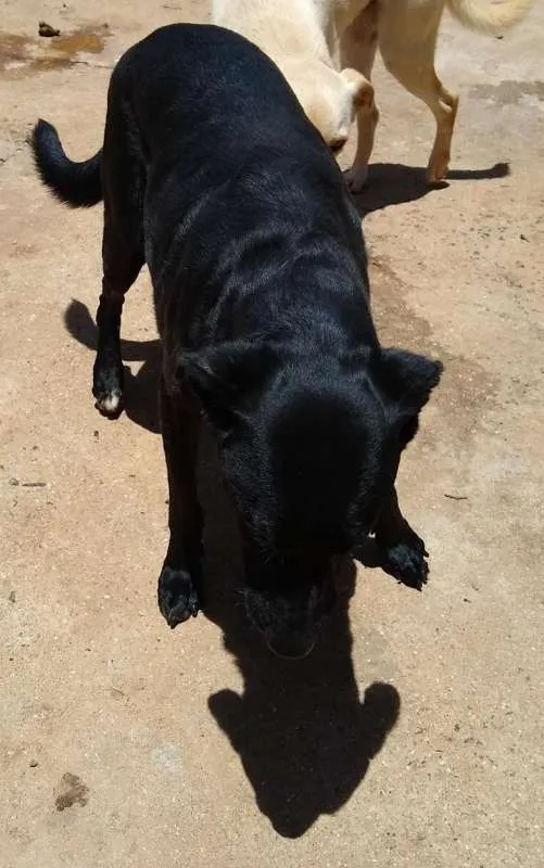 Cachorro ra a SRD idade 2 anos nome Pretinho