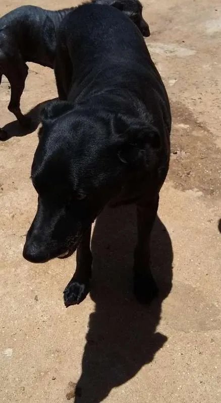 Cachorro ra a SRD idade 2 anos nome Pretinho