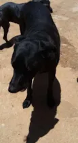 Pretinho