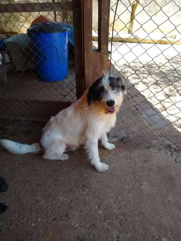 Cachorro raça SRD idade 2 anos nome Júpiter