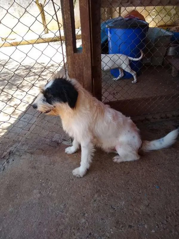 Cachorro raça SRD idade 2 anos nome Júpiter