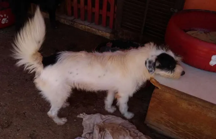 Cachorro raça SRD idade 2 anos nome Júpiter