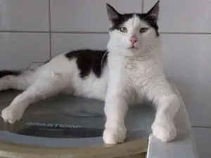 Gato raça Não Definida idade 1 ano nome Perseu