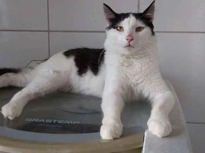 Gato ra a Não Definida idade 1 ano nome Perseu