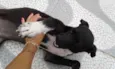 Bela