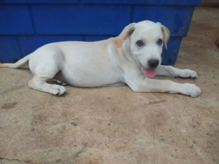 Cachorro ra a SRD idade 2 a 6 meses nome Lucas - Filhote