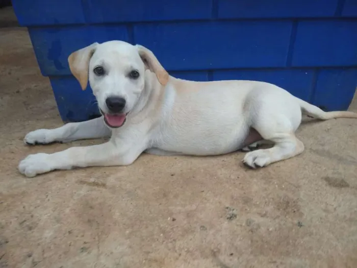 Cachorro ra a SRD idade 2 a 6 meses nome Lucas - Filhote