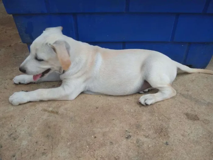 Cachorro ra a SRD idade 2 a 6 meses nome Lucas - Filhote