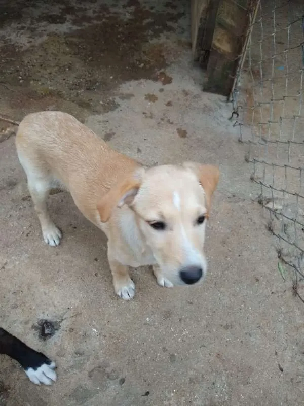 Cachorro ra a SRD idade 2 a 6 meses nome Carla