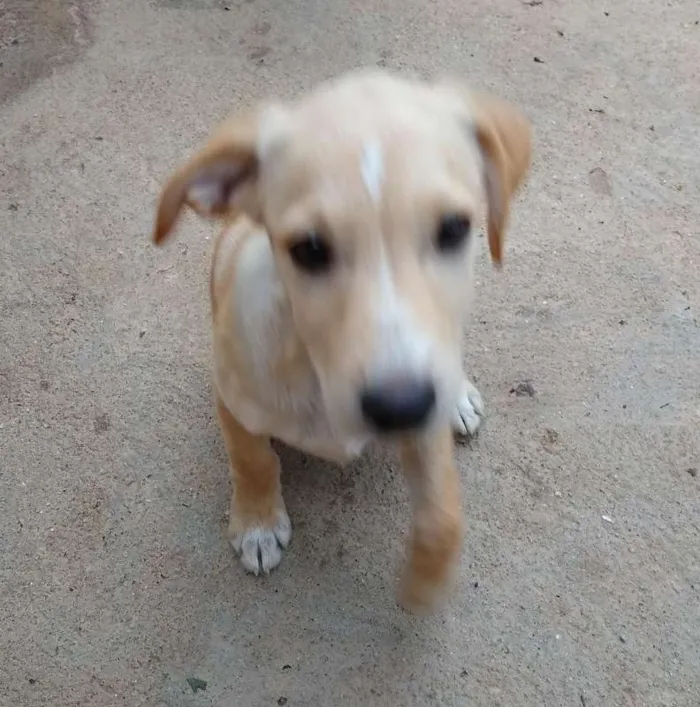 Cachorro ra a SRD idade 2 a 6 meses nome Carla