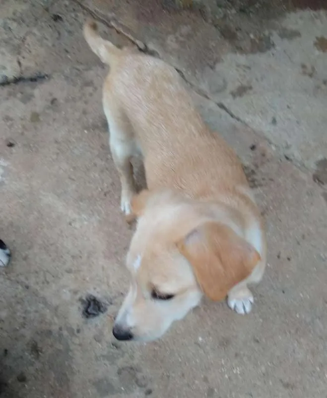 Cachorro ra a SRD idade 2 a 6 meses nome Carla