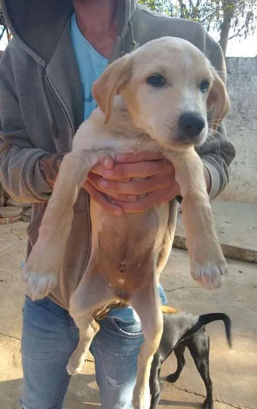 Cachorro ra a SRD idade 2 a 6 meses nome Carla