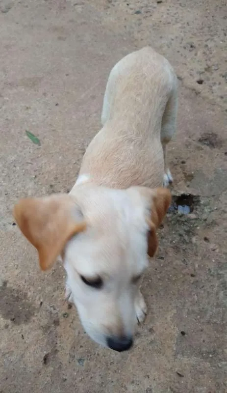 Cachorro ra a SRD idade 2 a 6 meses nome Vinícius