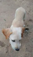 Vinícius