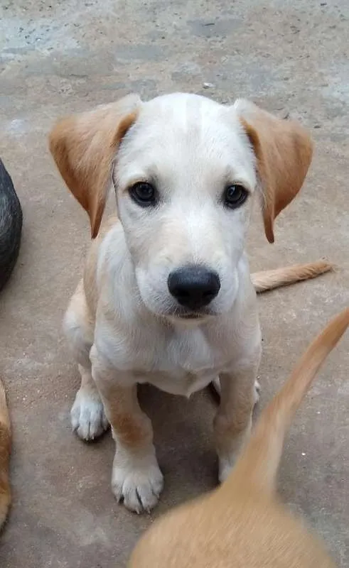 Cachorro ra a SRD idade 2 a 6 meses nome Vinícius