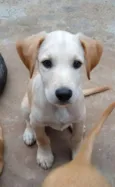 Vinícius