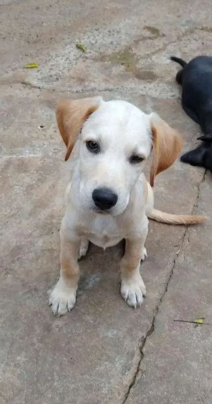 Cachorro ra a SRD idade 2 a 6 meses nome Vinícius