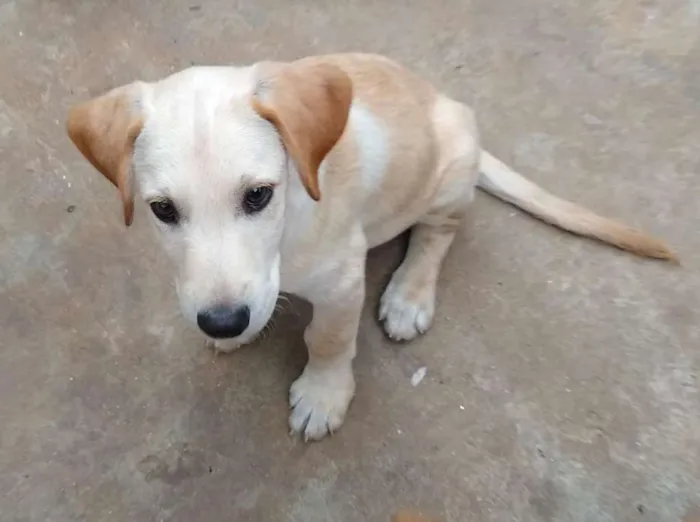 Cachorro ra a SRD idade 2 a 6 meses nome Vinícius
