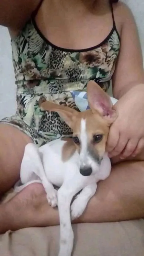 Cachorro ra a Salsicha e com Cofap e Pinche  idade 6 ou mais anos nome Nick e tobia