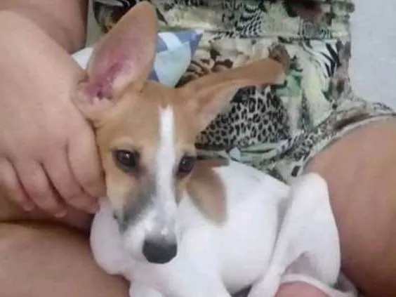 Cachorro ra a Salsicha e com Cofap e Pinche  idade 6 ou mais anos nome Nick e tobia