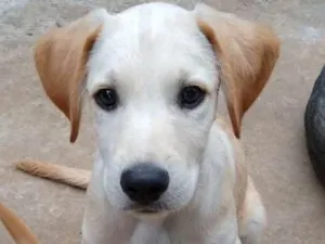 Cachorro raça SRD idade 2 a 6 meses nome Vinícius