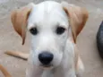 Vinícius