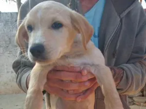 Cachorro raça SRD idade 2 a 6 meses nome Carla