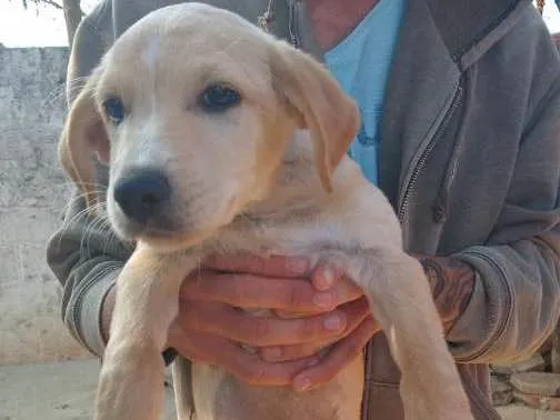 Cachorro ra a SRD idade 2 a 6 meses nome Carla