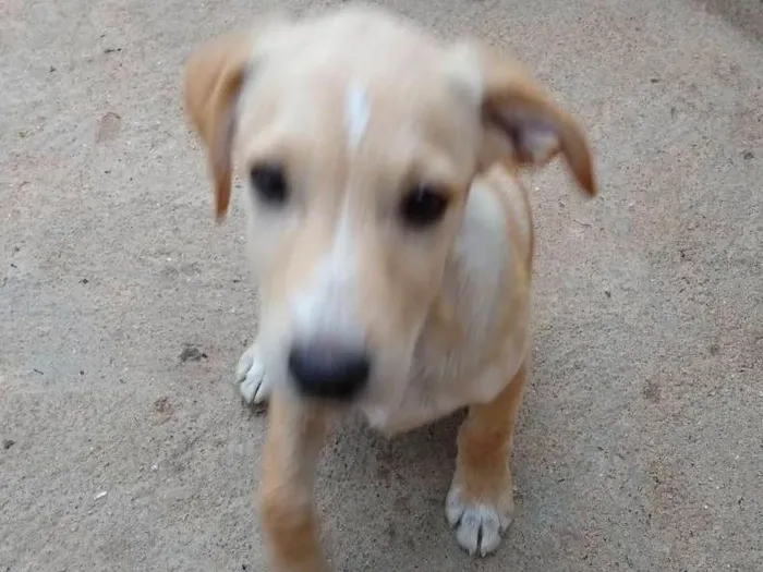 Cachorro ra a SRD idade 2 a 6 meses nome Carla