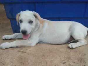 Cachorro raça SRD idade 2 a 6 meses nome Lucas - Filhote
