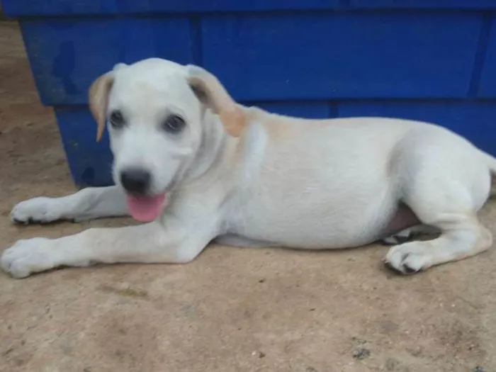 Cachorro ra a SRD idade 2 a 6 meses nome Lucas - Filhote