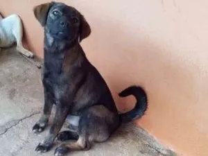 Cachorro raça SRD idade 6 ou mais anos nome Júlio