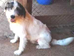 Cachorro raça SRD idade 2 anos nome Júpiter
