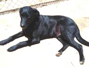 Cachorro raça SRD idade 2 anos nome Pretinho
