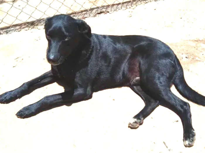 Cachorro ra a SRD idade 2 anos nome Pretinho