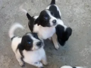 Cachorro raça Mestiça idade 2 a 6 meses nome  Varias fêmeas 