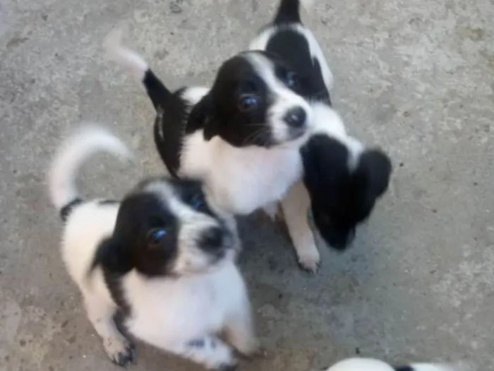 Cachorro ra a Mestiça idade 2 a 6 meses nome  Varias fêmeas 