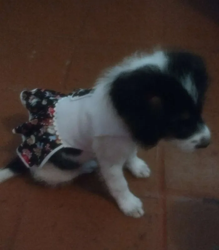 Cachorro ra a  idade 2 a 6 meses nome Lola