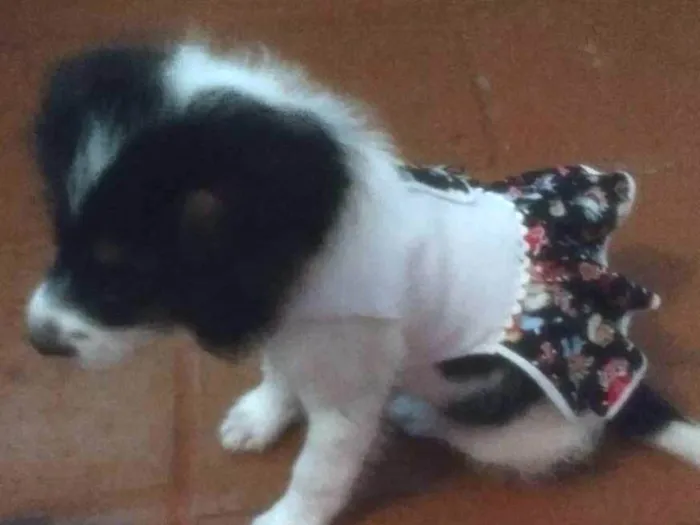 Cachorro ra a  idade 2 a 6 meses nome Lola