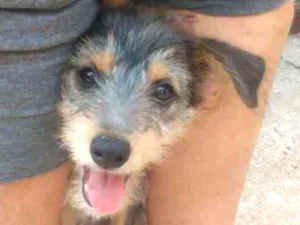 Cachorro raça SRD idade 2 a 6 meses nome Amora