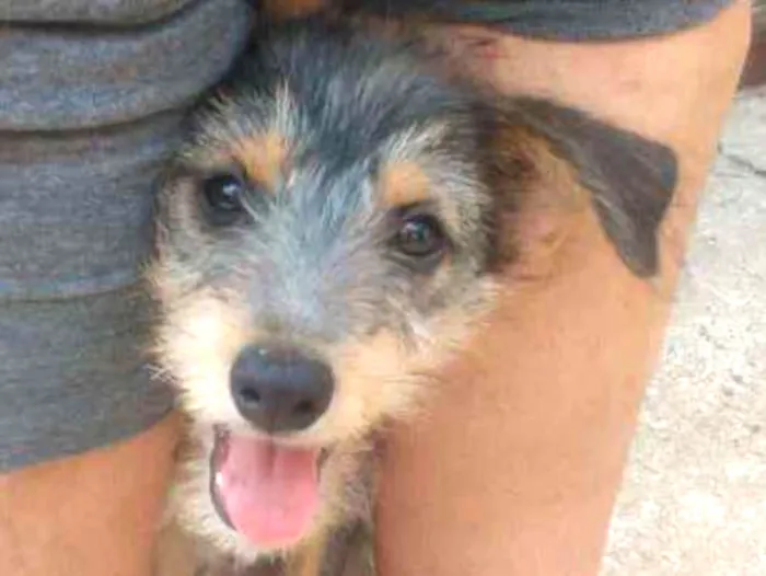 Cachorro ra a SRD idade 2 a 6 meses nome Amora