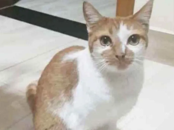 Gato ra a  idade 3 anos nome Mel
